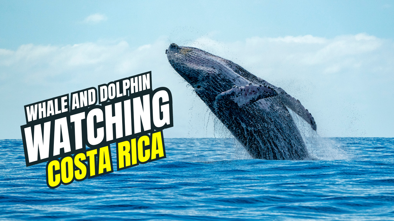 Whale and Dolphin Watching in Costa Rica: A Unique Marine Adventure