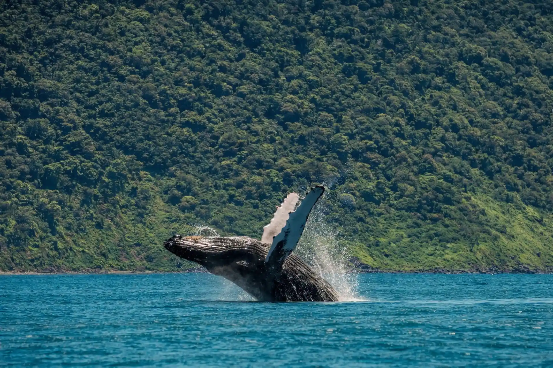 Fun at the Ocean – Private Boat Tour