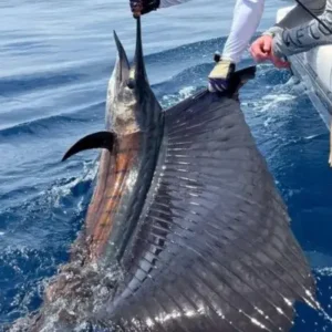 Sport Fishing Charter Full Day