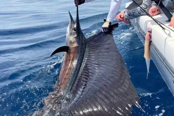 Sport Fishing Charter Full Day